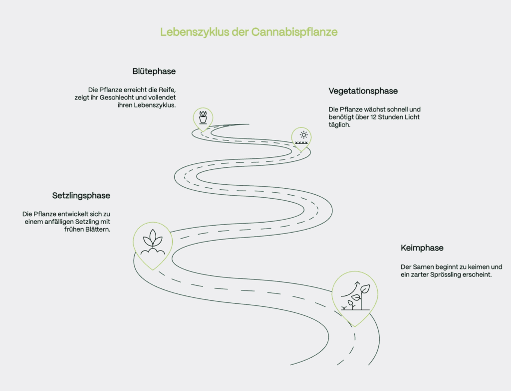 Illustration mit dem Titel „Lebenszyklus der Cannabispflanze“.
Eine geschwungene Straße symbolisiert die vier Wachstumsphasen der Pflanze – von unten nach oben: 1. Keimphase: Der Samen beginnt zu keimen und ein zarter Sprössling erscheint. 2. Setzlingsphase: Die junge Pflanze entwickelt erste Blätter und ist noch anfällig. 3. Vegetationsphase: Die Pflanze wächst kräftig und benötigt über 12 Stunden Licht täglich. 4. Blütephase: Die Pflanze erreicht ihre Reife, zeigt ihr Geschlecht und vollendet ihren Zyklus.
Jede Phase ist mit einem passenden Icon markiert (z. B. Blatt, Sonne, Blüte) und kurz beschrieben. Die visuelle Darstellung folgt dem natürlichen Wachstumsverlauf der Cannabispflanze.
