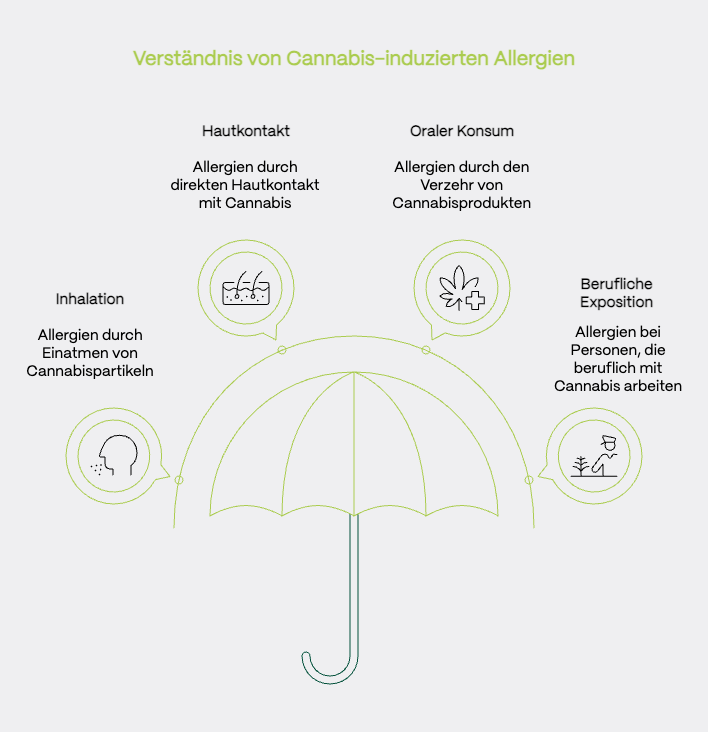 Infografik mit dem Titel „Verständnis von Cannabis-induzierten Allergien“. In der Mitte ist ein stilisierter Regenschirm dargestellt, der verschiedene Arten der Allergenexposition symbolisch „überspannt“. Um den Schirm gruppieren sich fünf Icons mit kurzen Beschriftungen: • Inhalation: Allergien durch Einatmen von Cannabispartikeln (z. B. Rauch, Pollen) • Hautkontakt: Allergien durch direkten Kontakt mit Blüten, Harz oder Pflanzenteilen • Oraler Konsum: Allergien durch den Verzehr von Cannabisprodukten (z. B. Edibles, Tee) • Berufliche Exposition: Allergien bei Personen, die beruflich mit Cannabis arbeiten • Allgemeine Darstellung: Der Regenschirm symbolisiert den übergeordneten Schutz bzw. das Verständnis über die verschiedenen Allergieformen