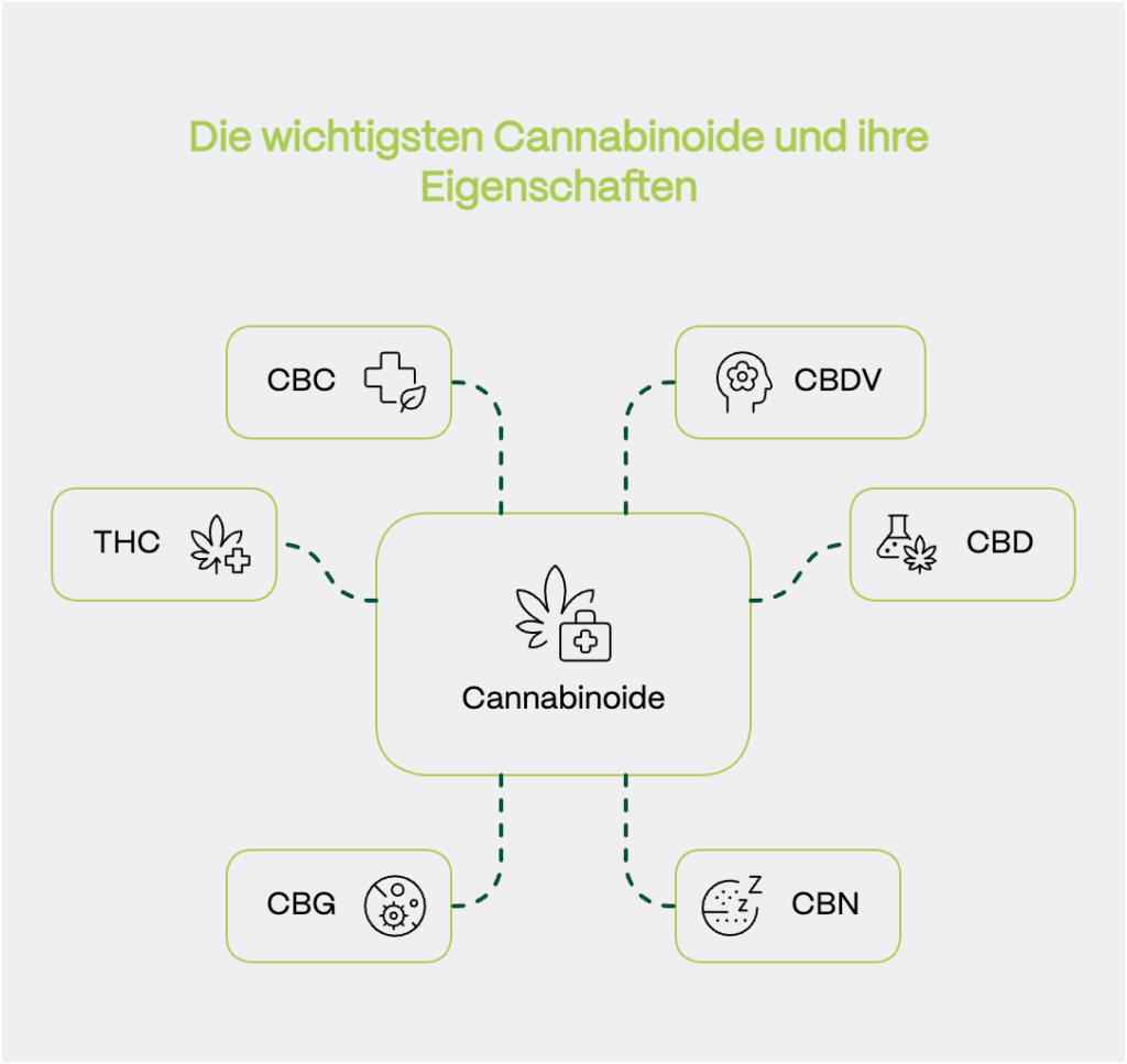 Schaubild mit dem Titel „Die wichtigsten Cannabinoide und ihre Eigenschaften“. In der Mitte befindet sich ein Kasten mit der Beschriftung Cannabinoide und einem Cannabisblatt-Symbol mit medizinischem Kreuz. Von dort führen gestrichelte Linien zu sechs umrahmten Feldern, die jeweils ein bekanntes Cannabinoid darstellen: • THC (psychoaktive Wirkung) • CBD (nicht berauschend, vielfältige therapeutische Effekte) • CBG (Vorläufer anderer Cannabinoide, antibakteriell, entzündungshemmend) • CBN (mild psychoaktiv, möglicherweise schlaffördernd) • CBC (nicht psychoaktiv, entzündungshemmend) • CBDV (antikonvulsiv, potenziell hilfreich bei Epilepsie)
Jedes Cannabinoid ist mit einem thematisch passenden Icon versehen (z. B. Gehirn, Pflanze, Schlafsymbol etc.).