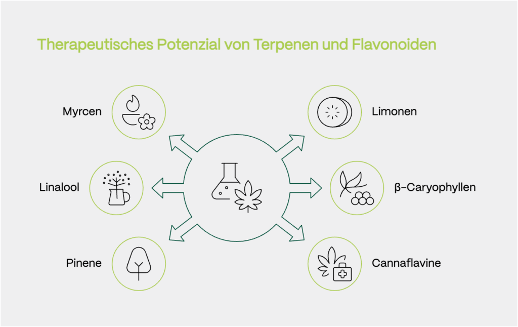 Schaubild mit dem Titel „Therapeutisches Potenzial von Terpenen und Flavonoiden“. In der Mitte befindet sich ein Symbol aus Cannabisblatt und Erlenmeyerkolben – von dort führen sechs Pfeile sternförmig zu kreisförmig umrahmten Wirkstoffen: • Myrcen (blumig-aromatisch, beruhigend) • Linalool (Lavendelduft, anxiolytisch) • Pinene (kiefernartig, entzündungshemmend) • Limonen (zitronig, stimmungsaufhellend) • β-Caryophyllen (pfeffrig, wirkt auf CB2-Rezeptoren) • Cannaflavine (exklusive Cannabis-Flavonoide, entzündungshemmend)
Jedes Molekül ist mit einem passenden Icon visualisiert – etwa Zitrusfrucht, Blüte oder Medikamentensymbol.