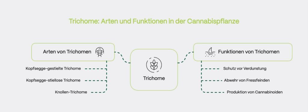 Infografik mit dem Titel „Trichome: Arten und Funktionen in der Cannabispflanze“.
Zentral steht ein Kasten mit dem Begriff Trichome, links und rechts davon führen gepunktete Verbindungslinien zu zwei Kategorien:
• Arten von Trichomen (mit Blattsymbol):
– Kopfsegge-gestielte Trichome
– Kopfsegge-stiellose Trichome
– Knollen-Trichome
• Funktionen von Trichomen (mit Symbol einer schützenden Tropfenstruktur):
– Schutz vor Verdunstung
– Abwehr von Fressfeinden
– Produktion von Cannabinoiden
Die Visualisierung ordnet die biologischen Funktionen klar den jeweiligen Trichom-Typen zu und fasst den Inhalt des dazugehörigen Textabschnitts prägnant zusammen.