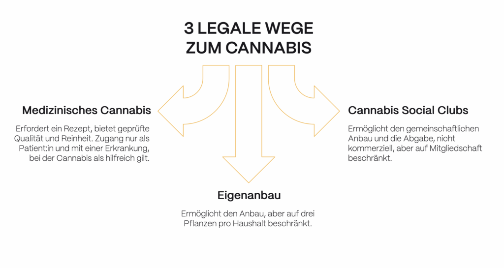 Infografik Cannabis legal kaufen: Drei Wege in Deutschland – medizinisches Cannabis auf Rezept, Cannabis Social Clubs für gemeinschaftlichen Anbau und Eigenanbau mit bis zu drei Pflanzen pro Haushalt.