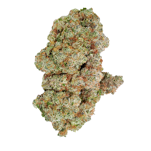 Studioaufnahme eines kompakten Buds der Sorte Ocean Grown Cookies. Die hellgrüne Blüte ist von einer dichten, frostigen Schicht weißer Trichome überzogen und weist zahlreiche leuchtend orangefarbene Pistillen auf. Die Struktur ist fest und zeigt vereinzelt dunklere Akzente unter der Harzschicht. Das Bild ist vor einem rein weißen Hintergrund freigestellt.