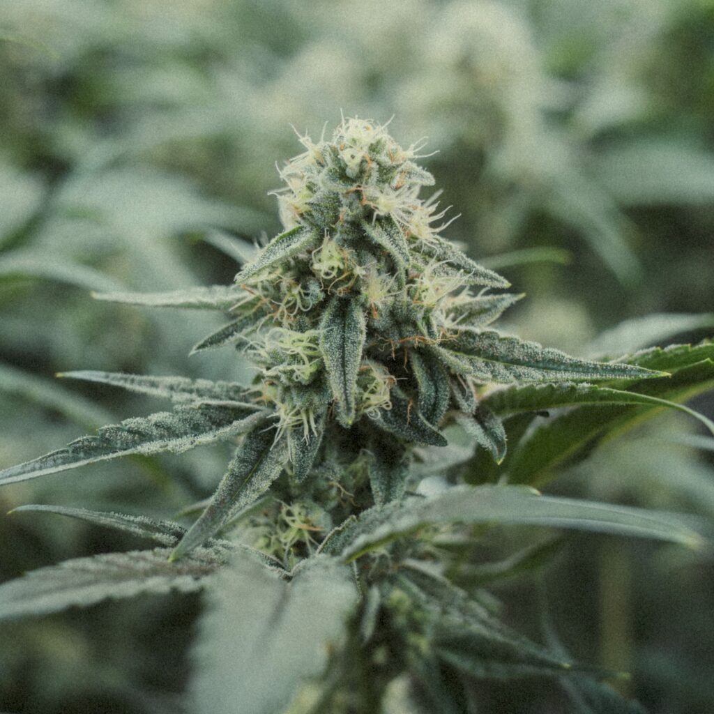 Nahaufnahme einer weiblichen Cannabispflanze mit Blüte.