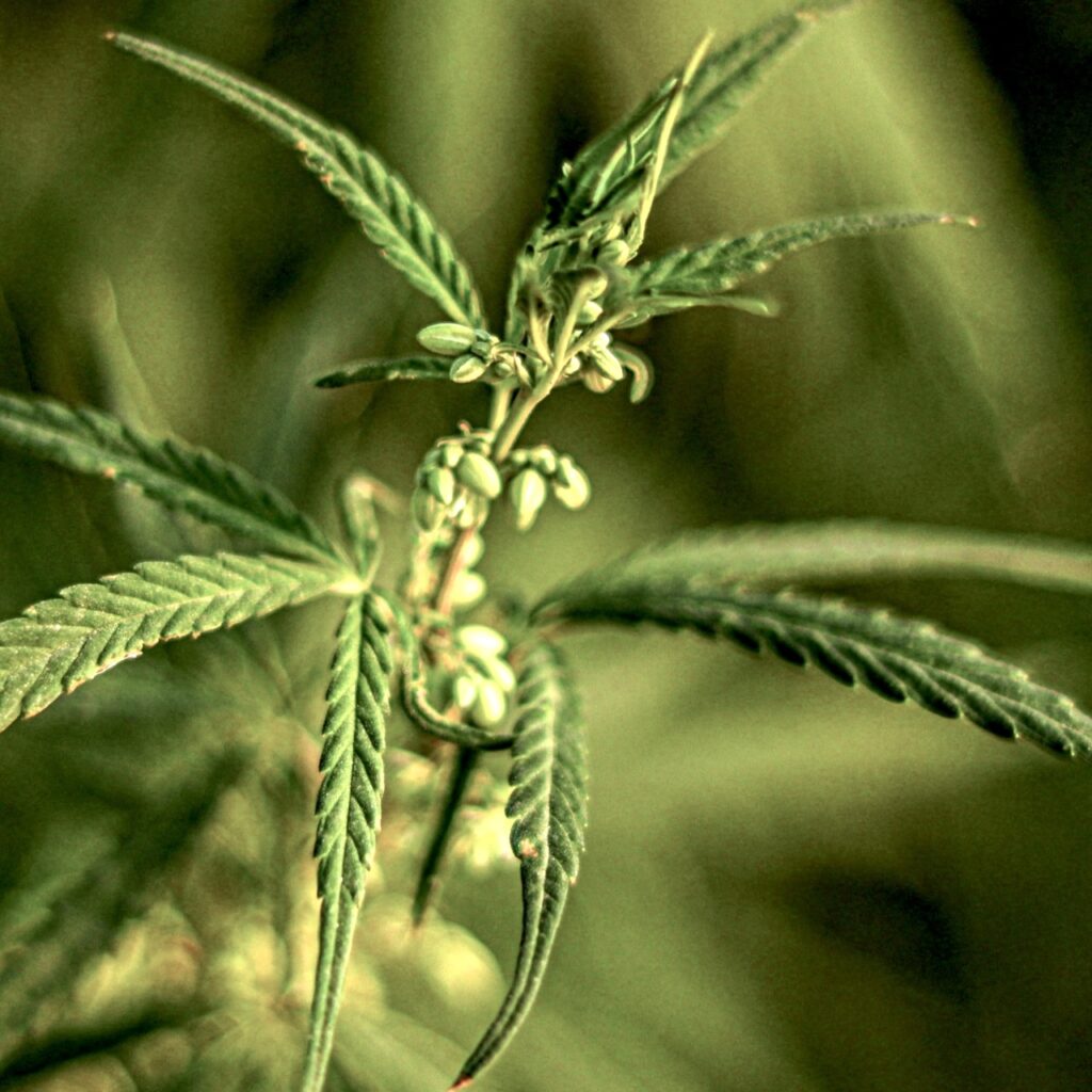 Pollensäcke an einer männlichen Cannabispflanze.