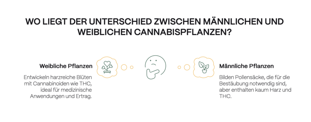 Infografik mit der Überschrift „Wo liegt der Unterschied zwischen männlichen und weiblichen Cannabispflanzen?“. Links: „Weibliche Pflanzen“ – entwickeln harzreiche Blüten mit Cannabinoiden wie THC, ideal für medizinische Anwendungen und Ertrag. Rechts: „Männliche Pflanzen“ – bilden Pollensäcke zur Bestäubung, enthalten jedoch kaum Harz und THC. In der Mitte ein nachdenkliches Symbol, das den Vergleich verdeutlicht.