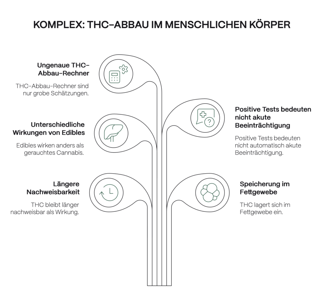 Infografik zum THC-Abbau im menschlichen Körper mit stilisiertem Baumdiagramm. Dargestellt werden fünf zentrale Erkenntnisse: THC-Abbau-Rechner liefern nur grobe Schätzungen, Edibles wirken anders als gerauchtes Cannabis, THC bleibt länger nachweisbar als die Wirkung anhält, positive Tests bedeuten nicht automatisch akute Beeinträchtigung und THC lagert sich im Fettgewebe ein. Icons wie Taschenrechner, Leber, Uhr, medizinisches Symbol und Fettzellen visualisieren die einzelnen Punkte.