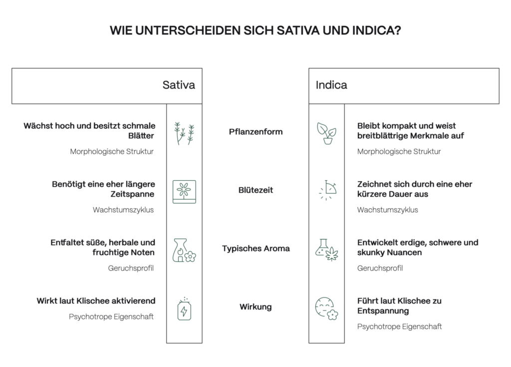 Infografik zum Unterschied zwischen Sativa- und Indica-Cannabis. Verglichen werden Pflanzenform, Blütezeit, Aroma und typische Wirkung: Sativa wird als hoch wachsend, schmalblättrig, fruchtig-herbal und aktivierend dargestellt, Indica als kompakt, breitblättrig, erdig-skunky und entspannend.